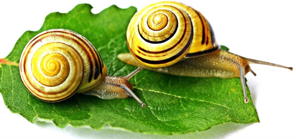 macro-leaf-snail-1001nights-makro-blatt-schnecke-1001nightsmagiccity-809422.jpg