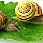 macro-leaf-snail-1001nights-makro-blatt-schnecke-1001nightsmagiccity-809422.jpg